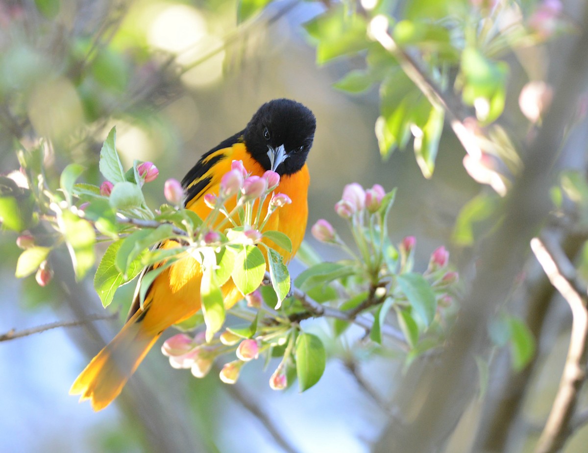 Baltimore Oriole - Daniel Thibault