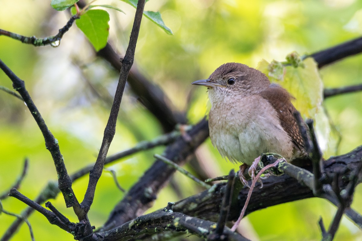 House Wren - Phillip Rogers