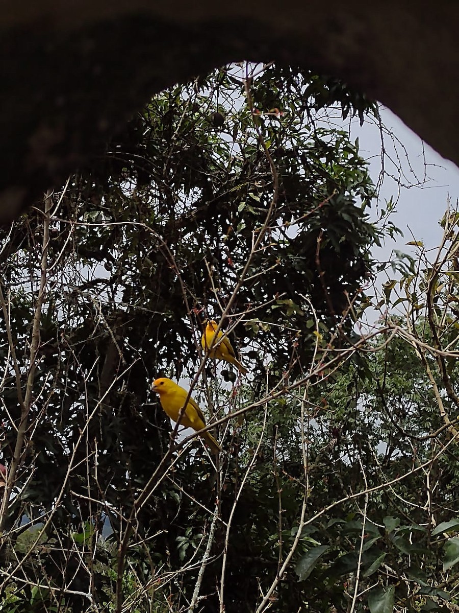 Saffron Finch - Laura Sanabria