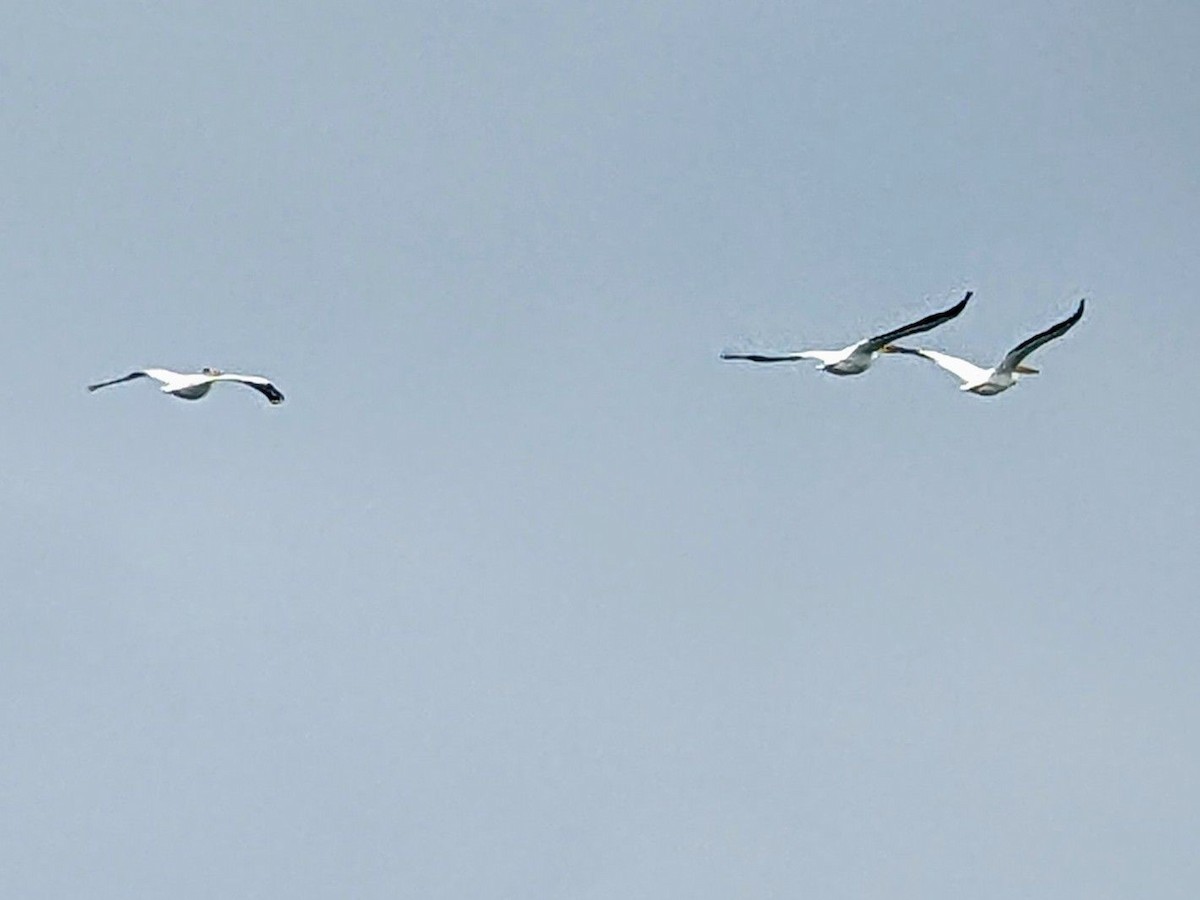 American White Pelican - jean bernier