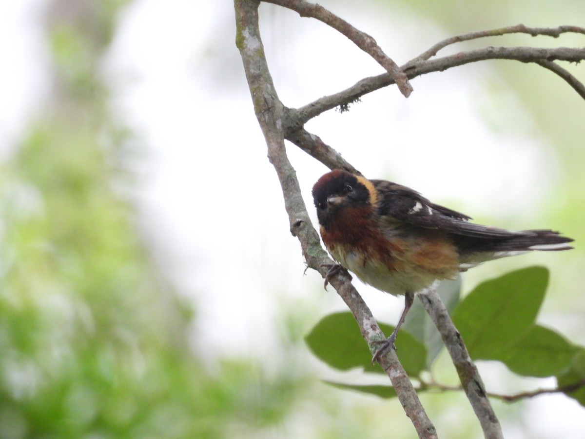 Bay-breasted Warbler - Kevin Sitton