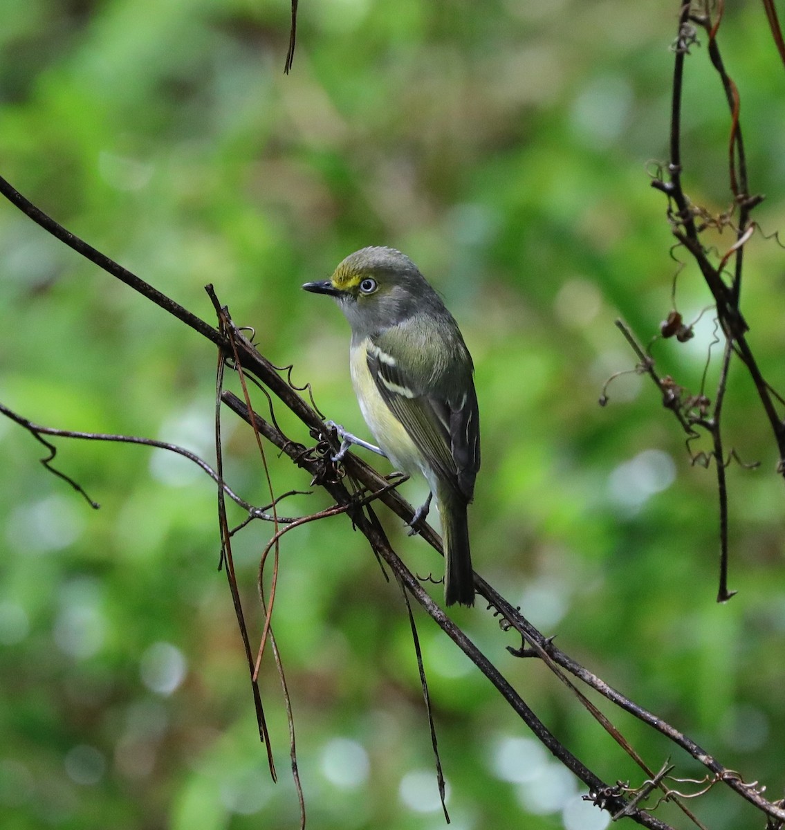 White-eyed Vireo - Laurel Barnhill