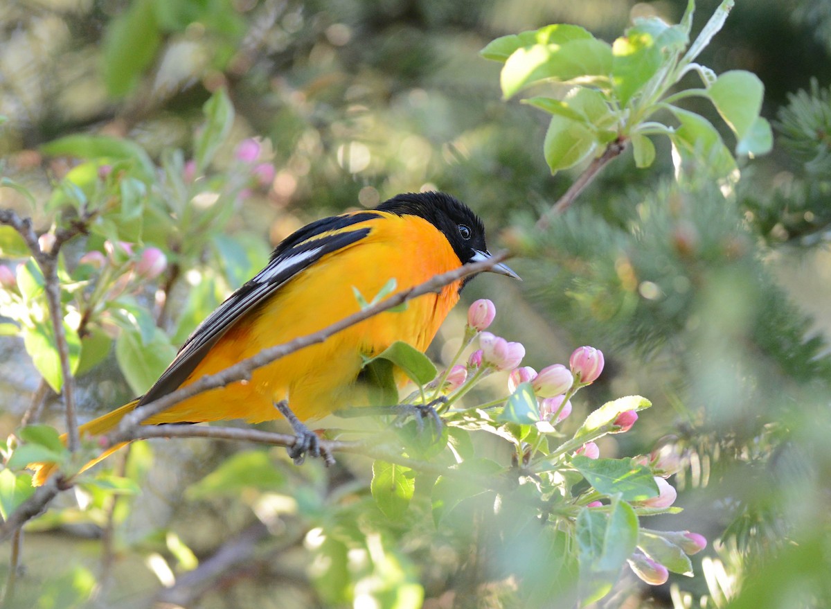 Baltimore Oriole - Daniel Thibault