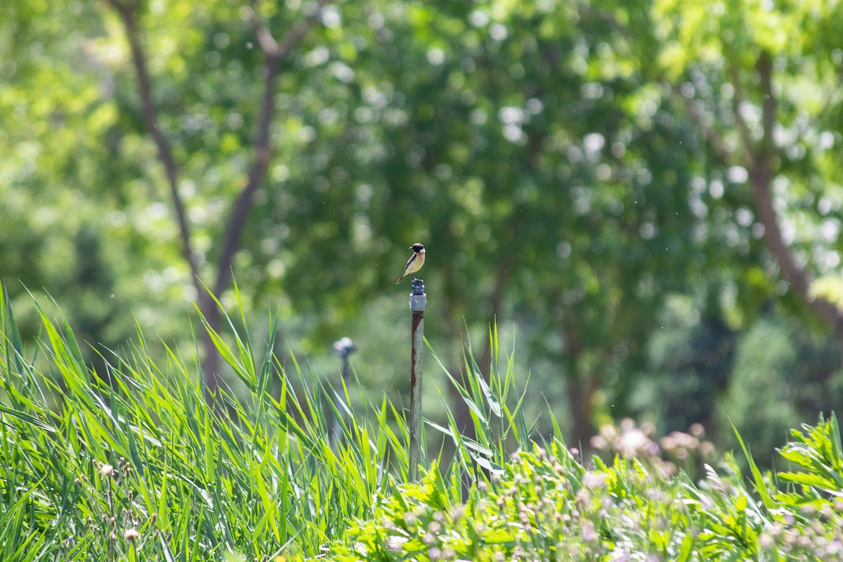 Amur Stonechat - Grady Singleton