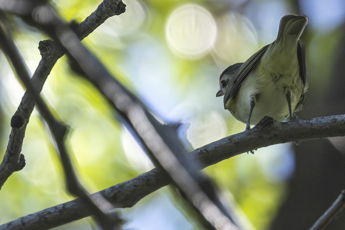 Warbling Vireo - Jef Blake