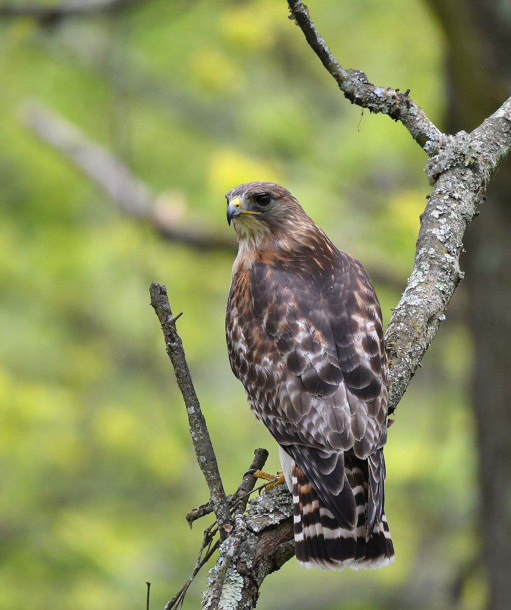 Red-shouldered Hawk - ML618853799