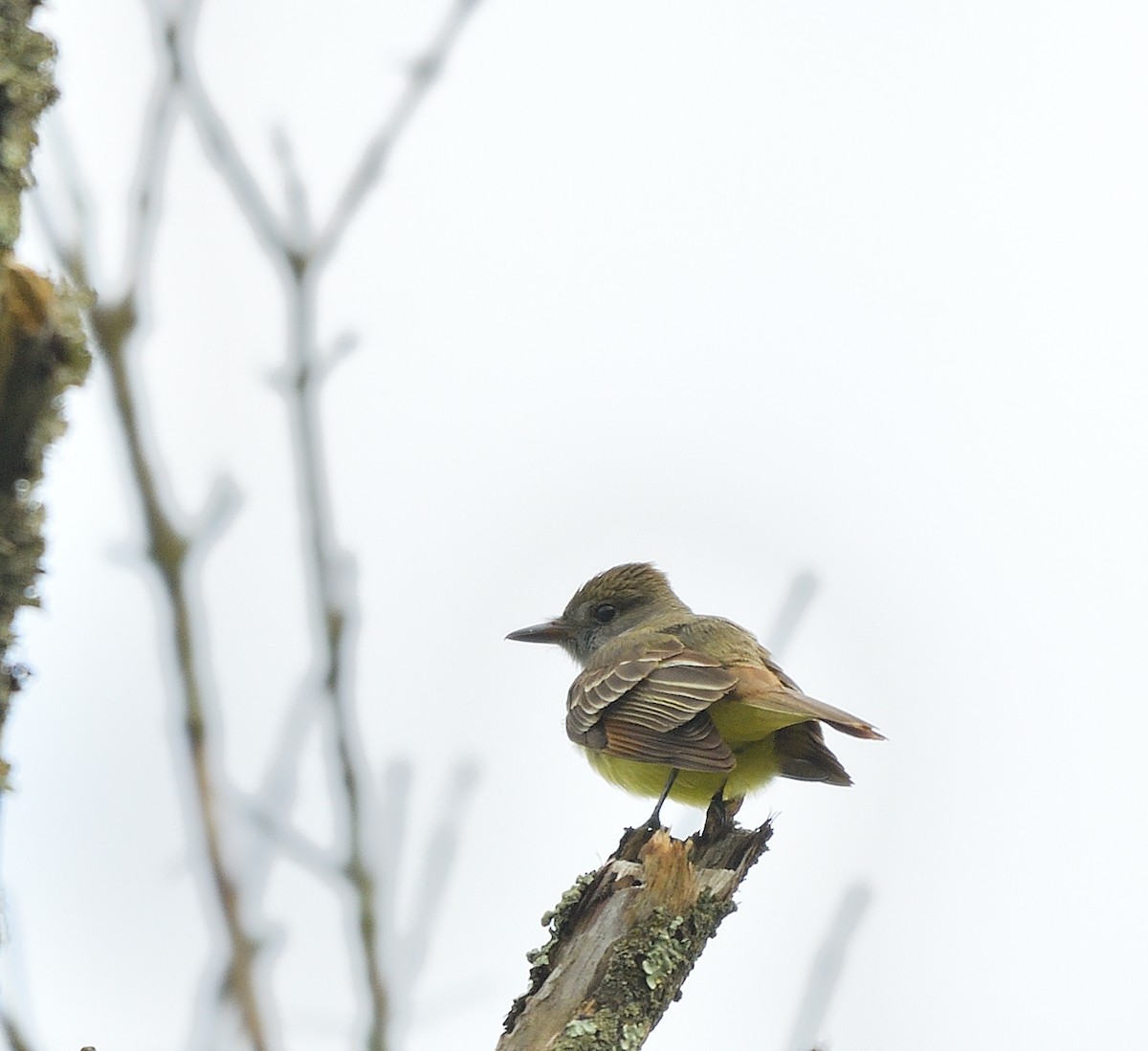 Great Crested Flycatcher - ML618853813