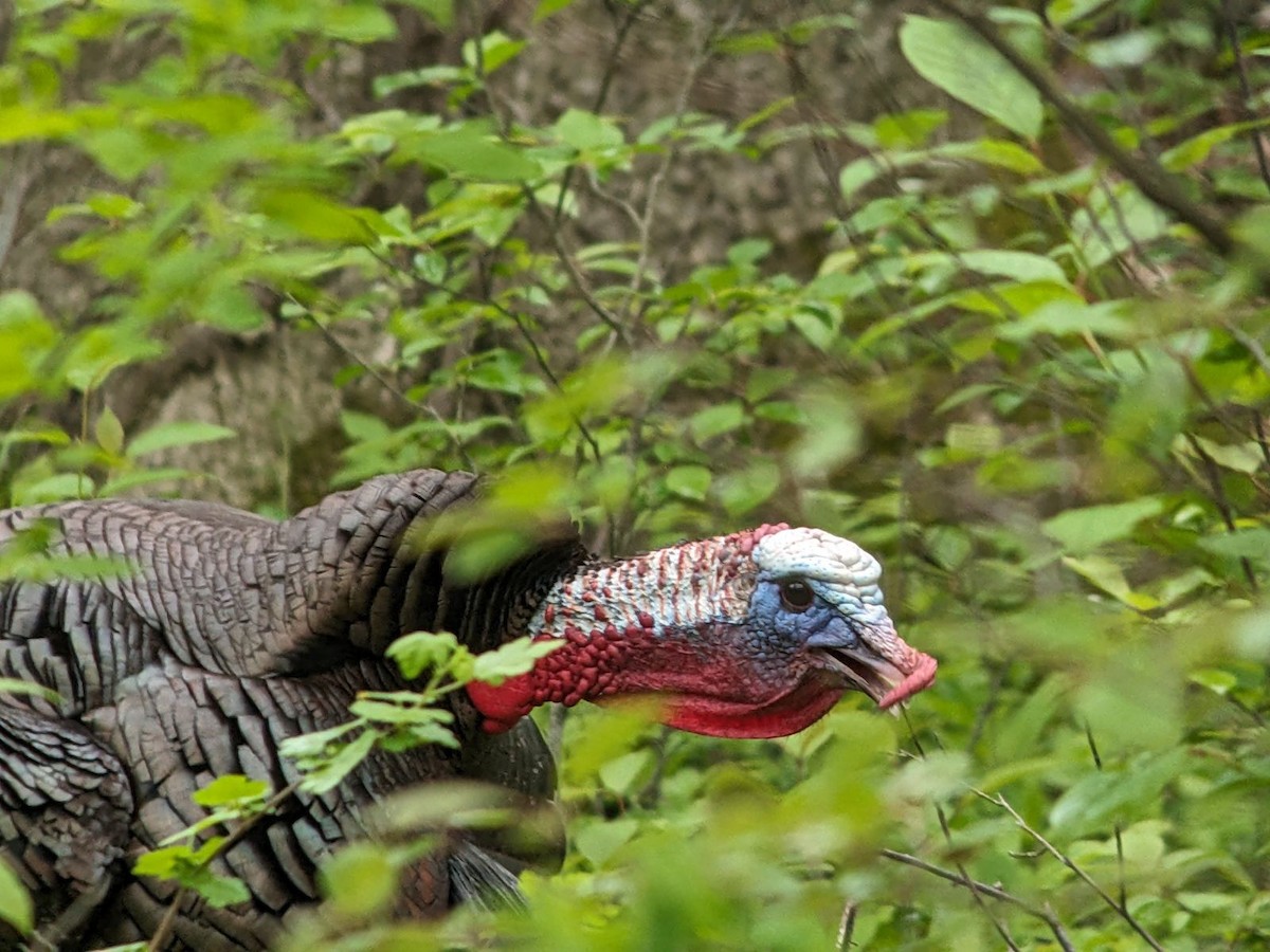 Wild Turkey - jean bernier