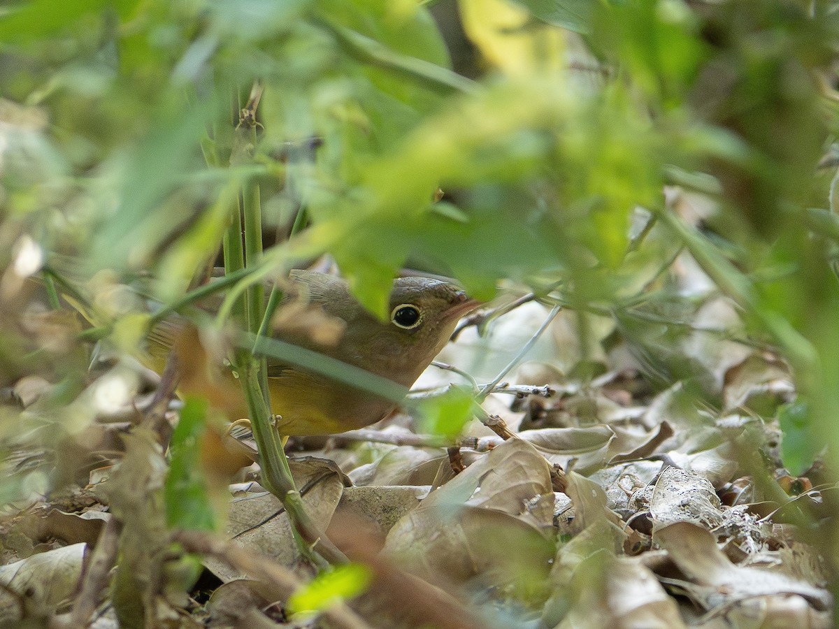 Connecticut Warbler - varun tipnis