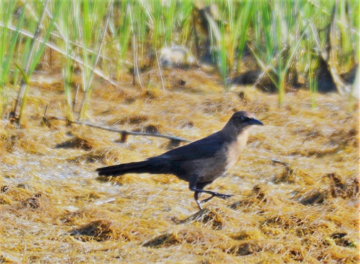 Boat-tailed Grackle - Anonymous