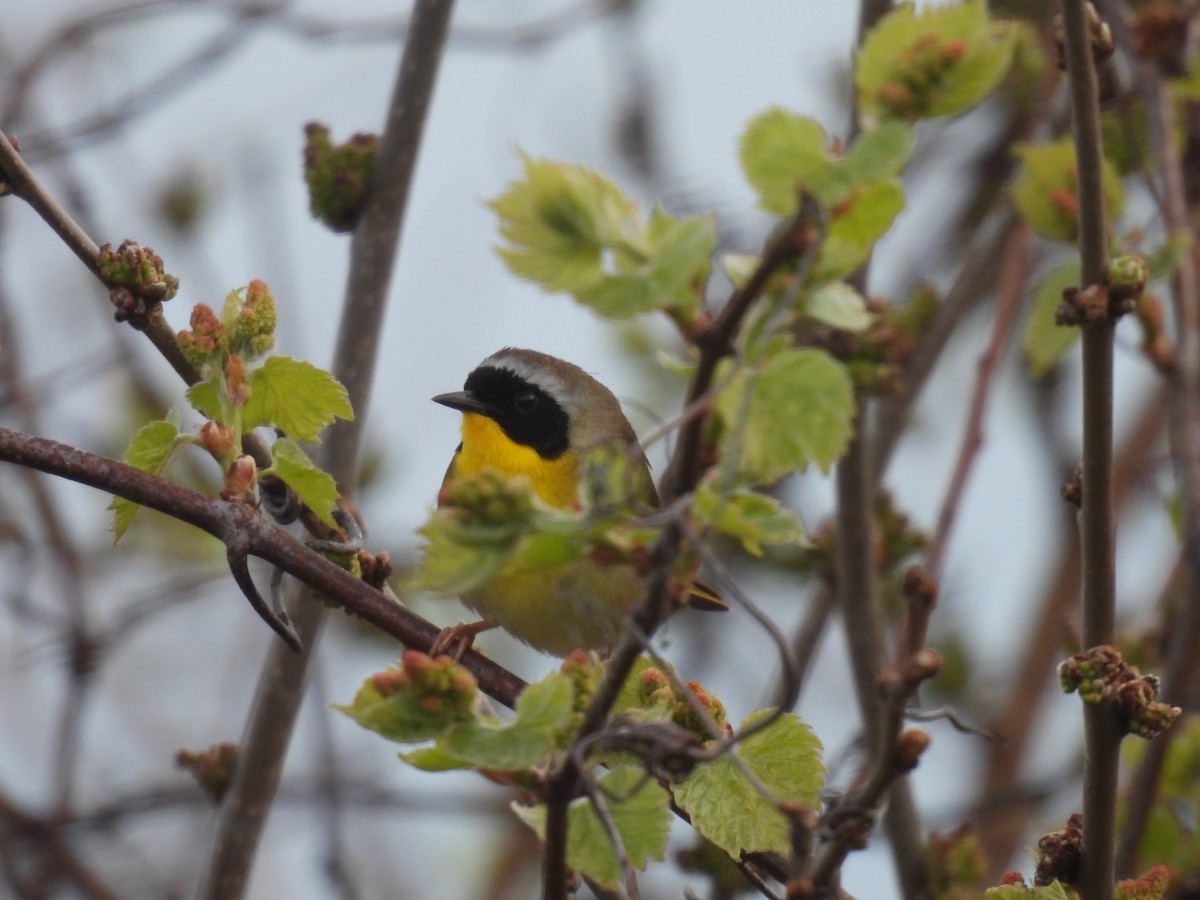 Common Yellowthroat - Jay Solanki