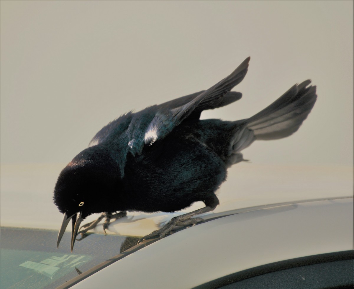 Boat-tailed Grackle - Anonymous