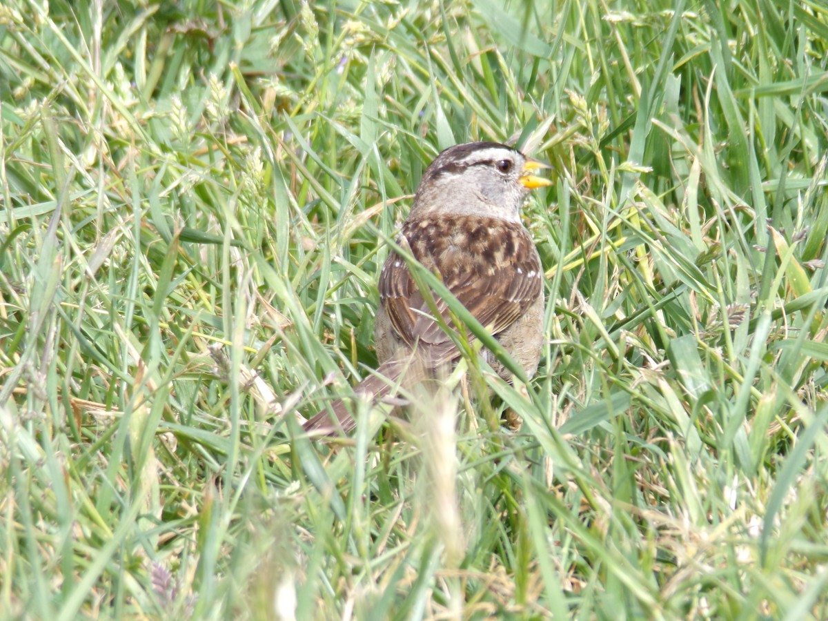White-crowned Sparrow - Ross Rabkin
