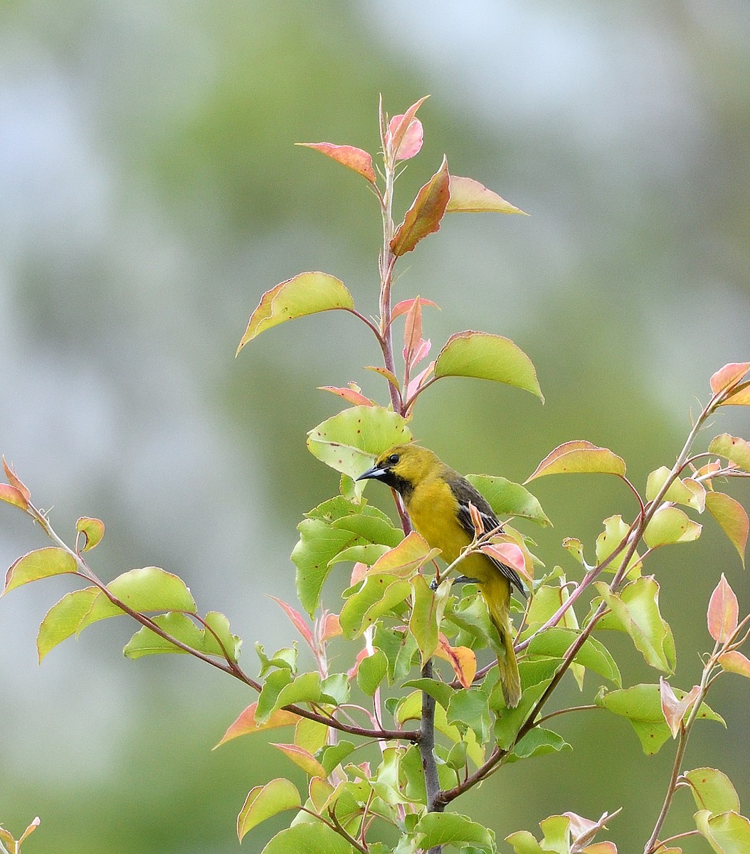 Orchard Oriole - Jaime Thomas