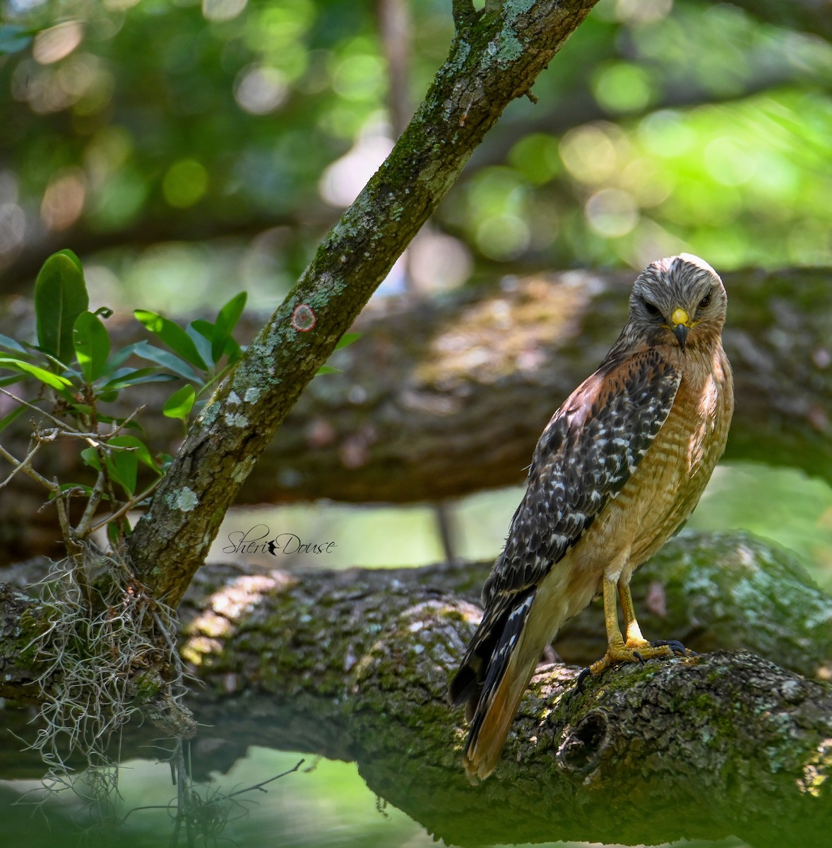 Red-shouldered Hawk - Sheri Douse