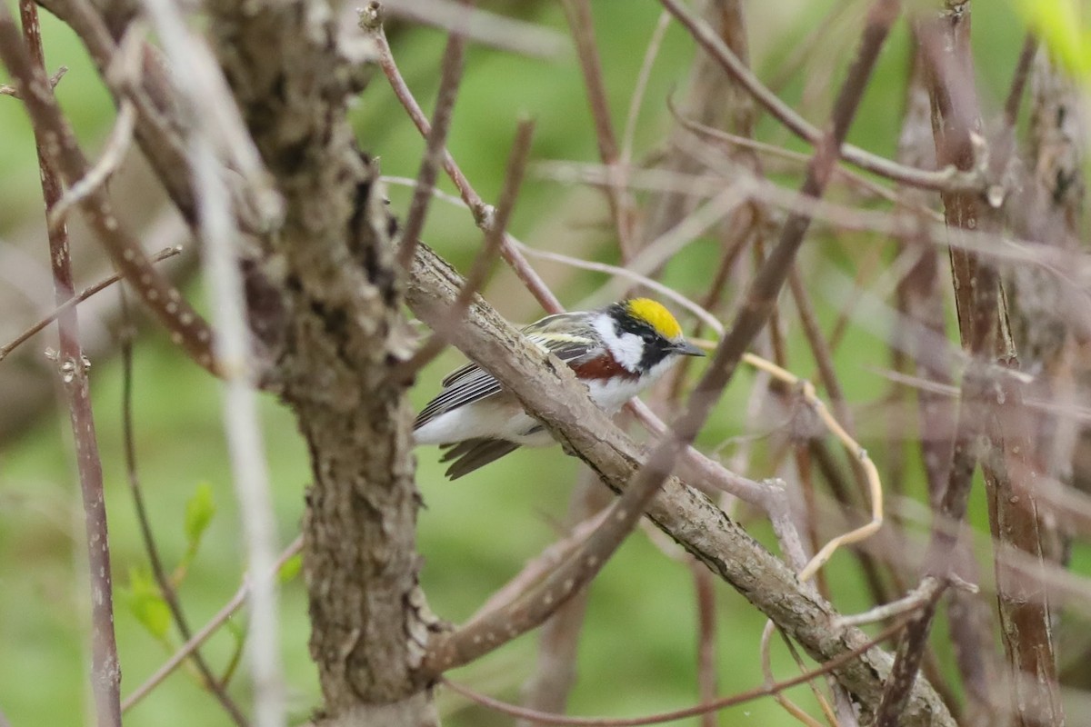 Chestnut-sided Warbler - Joshua Gant