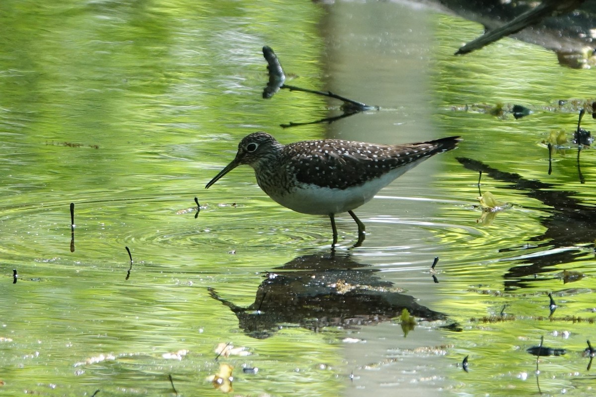 Solitary Sandpiper - Catherine Lang