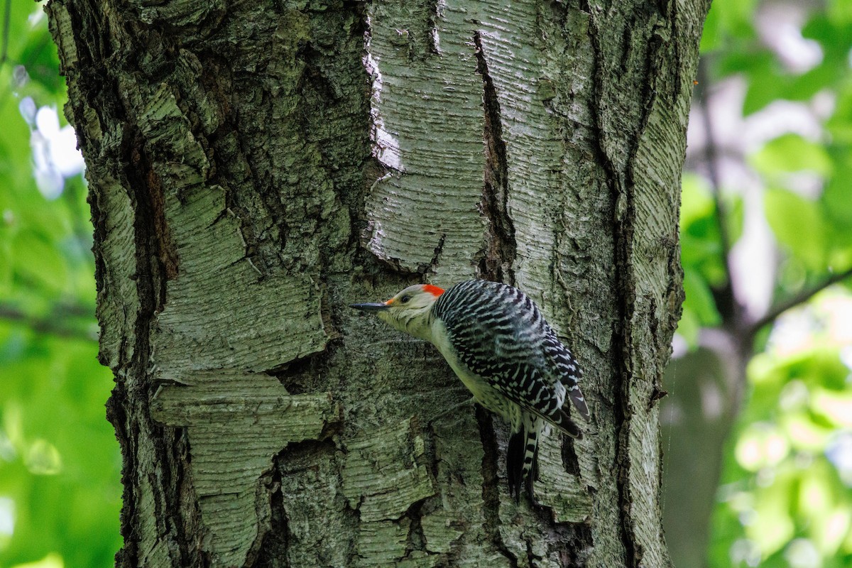 Red-bellied Woodpecker - Michael Muchmore