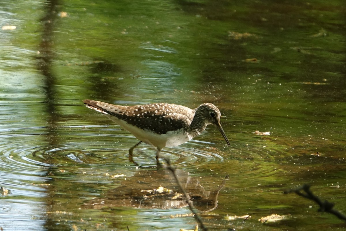 Solitary Sandpiper - Catherine Lang