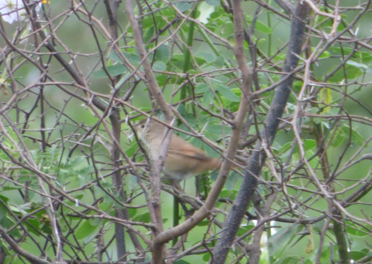 Sharp-billed Canastero - Pablo Hernan Capovilla