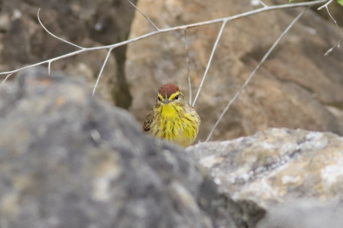 Palm Warbler (Western) - Joshua Gant