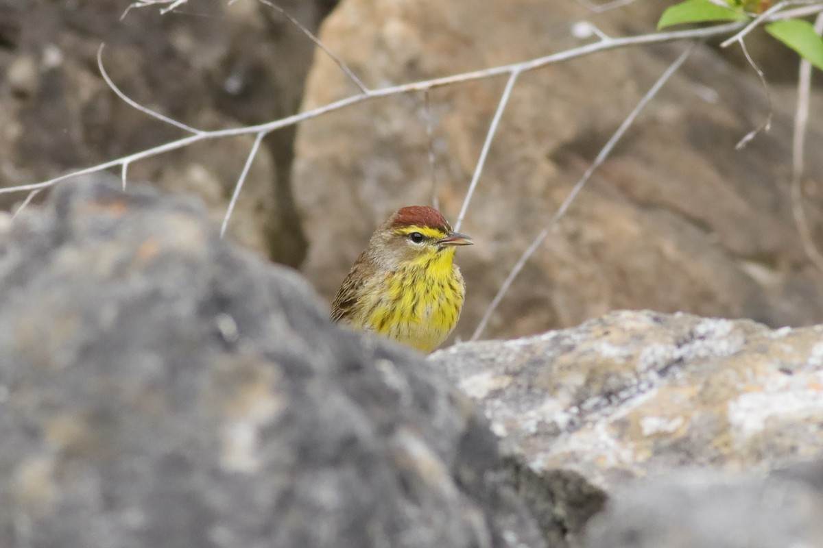 Palm Warbler (Western) - Joshua Gant