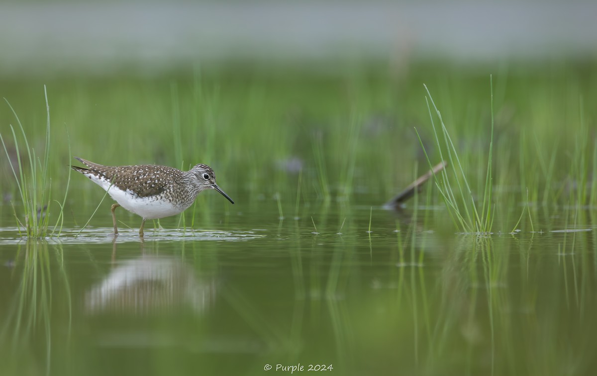 Solitary Sandpiper - ML618853907