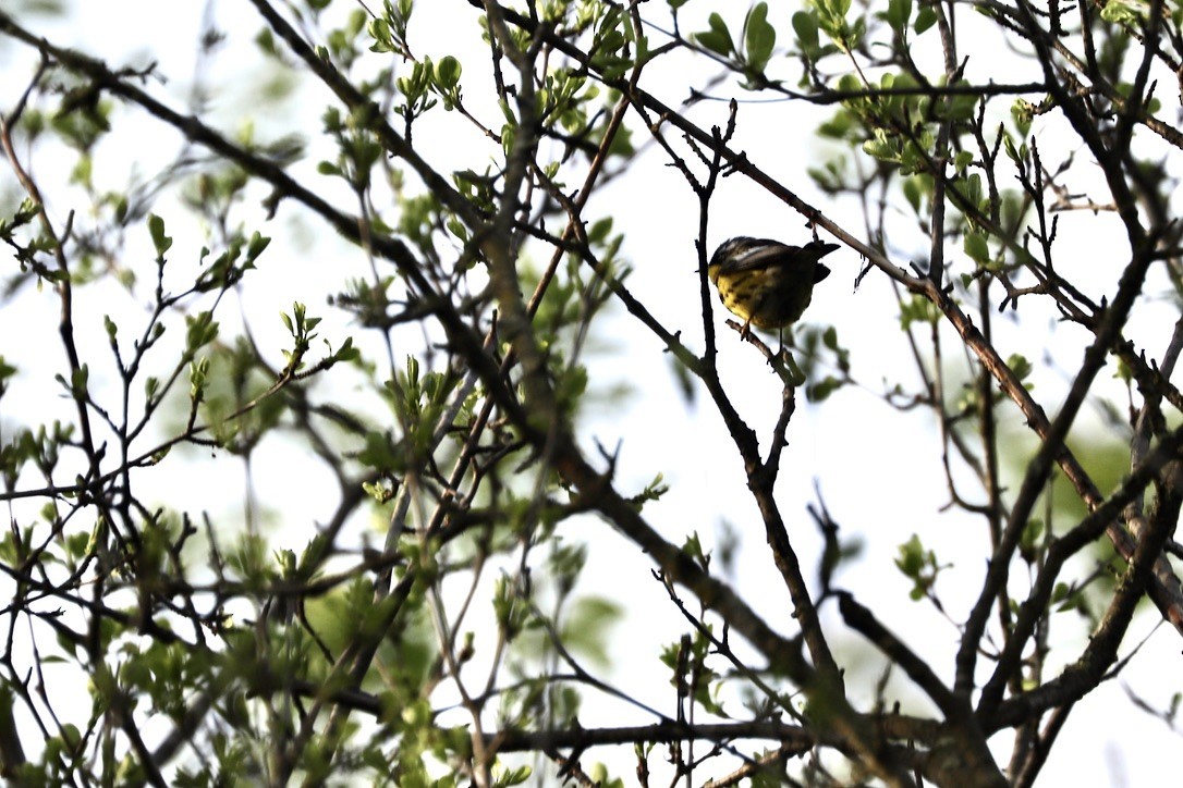 Magnolia Warbler - JoAnn Dalley