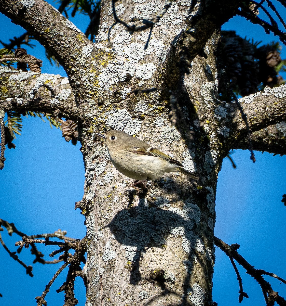 Ruby-crowned Kinglet - Sam Ridsdale