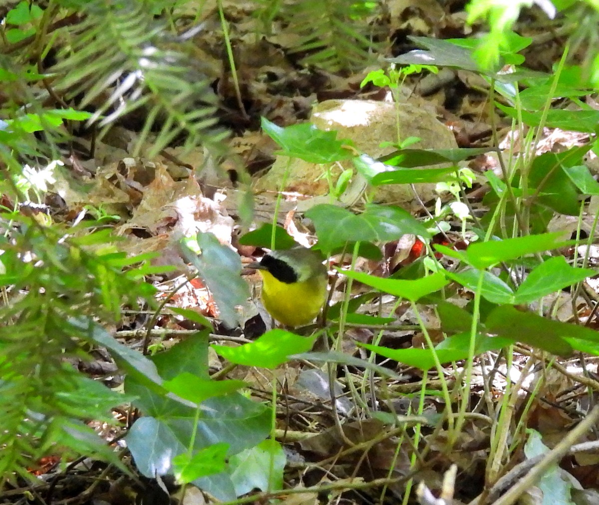 Common Yellowthroat - Sharon Wilcox