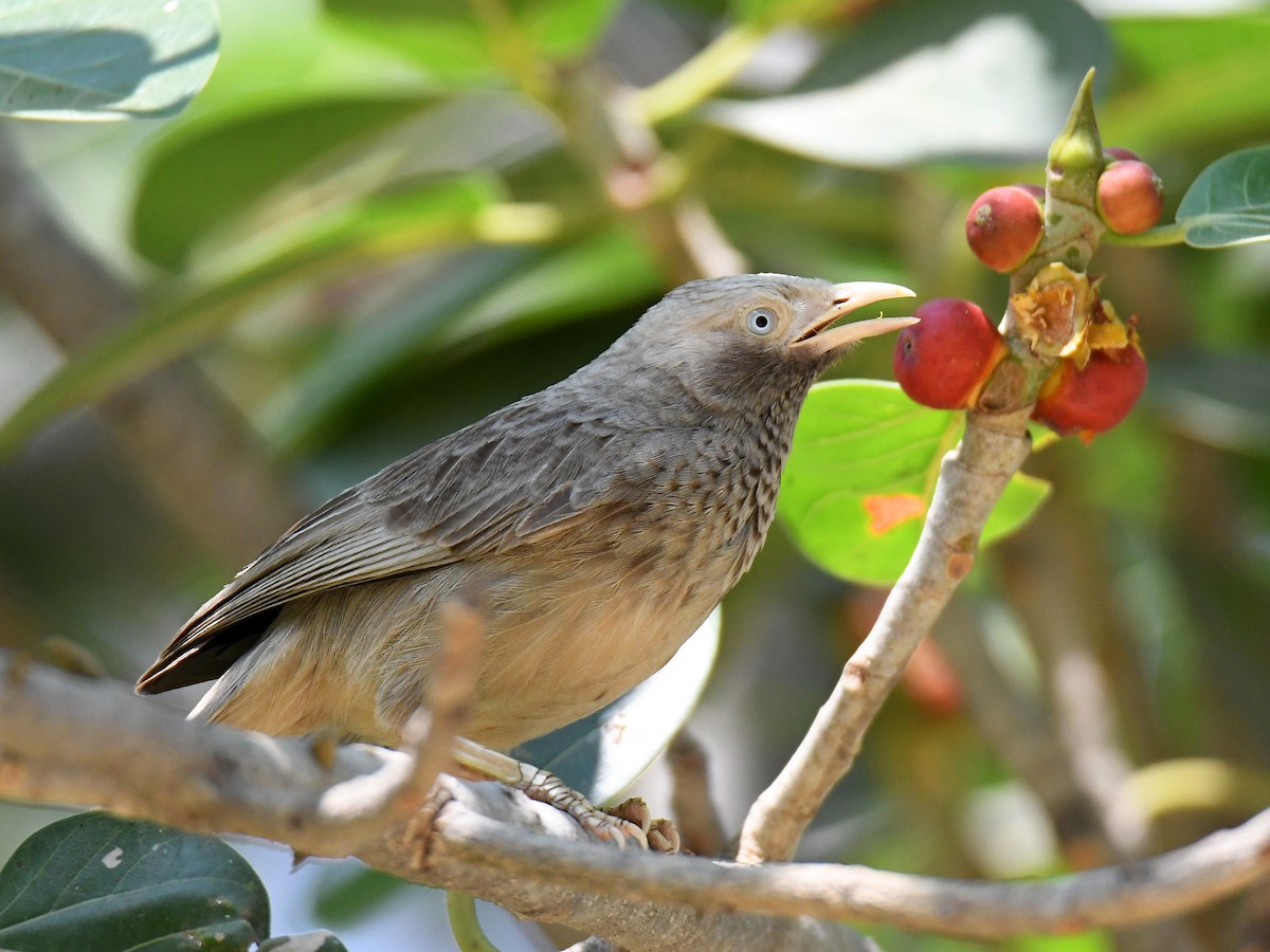 Yellow-billed Babbler - Alex Rogers