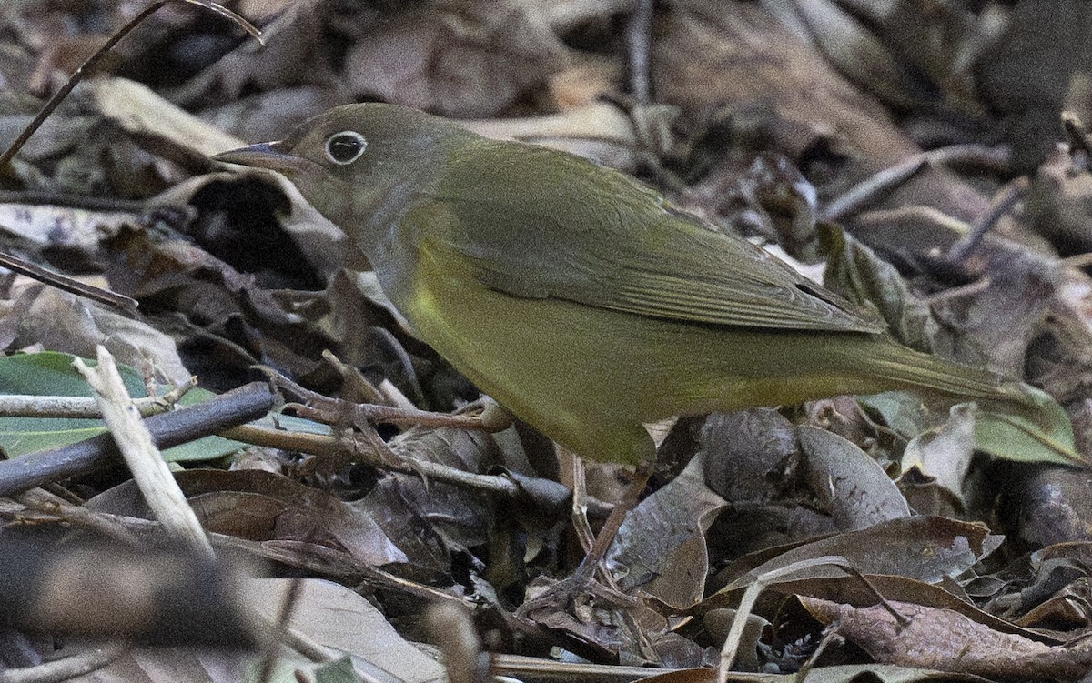 Connecticut Warbler - Lawrence Gladsden