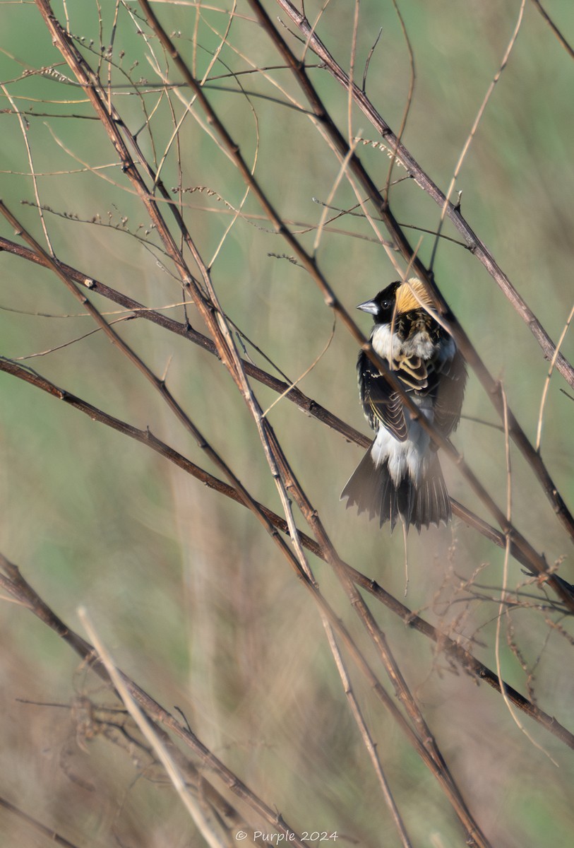 Bobolink - Violet Wu