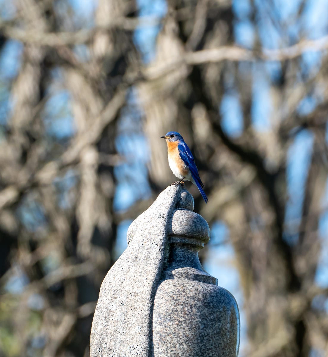 Eastern Bluebird - Sam Ridsdale