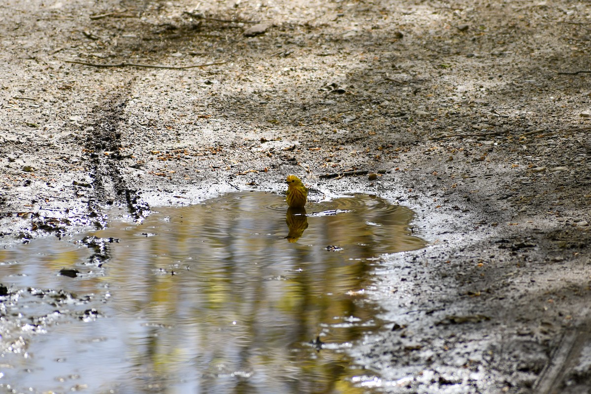 Yellow Warbler - Maya Numainville