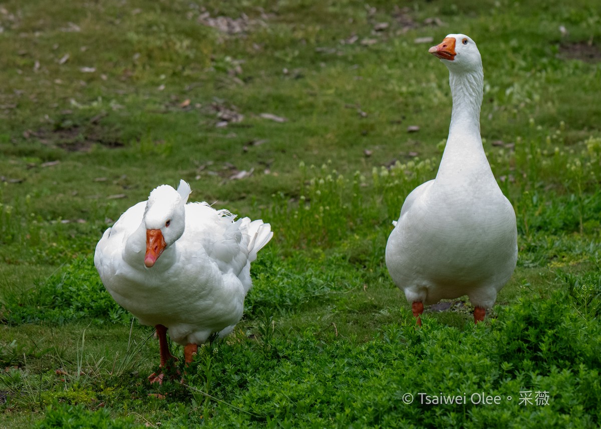 Domestic goose sp. (Domestic type) - Tsaiwei Olee