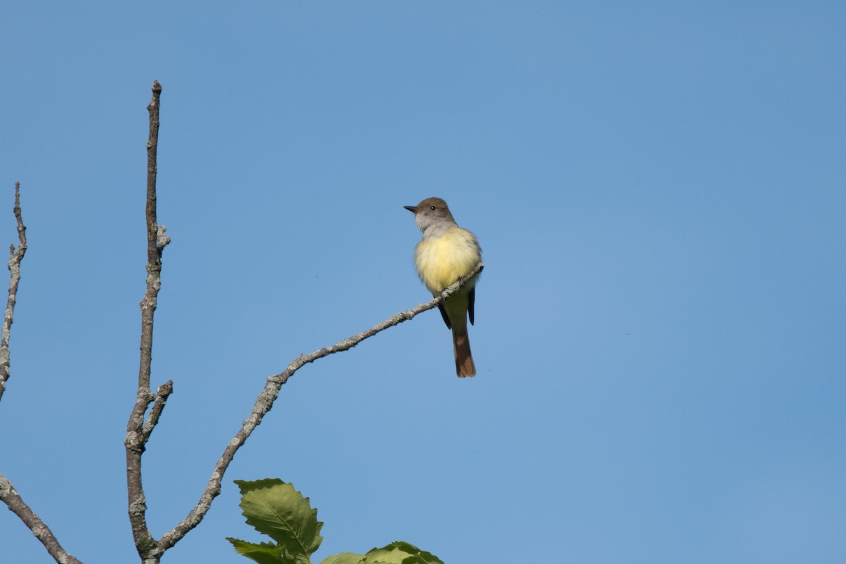 Great Crested Flycatcher - C  Thorn