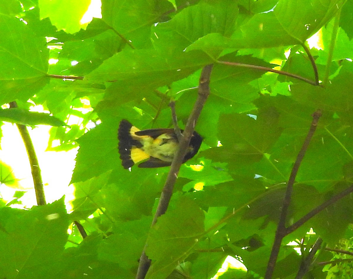 American Redstart - Sharon Wilcox