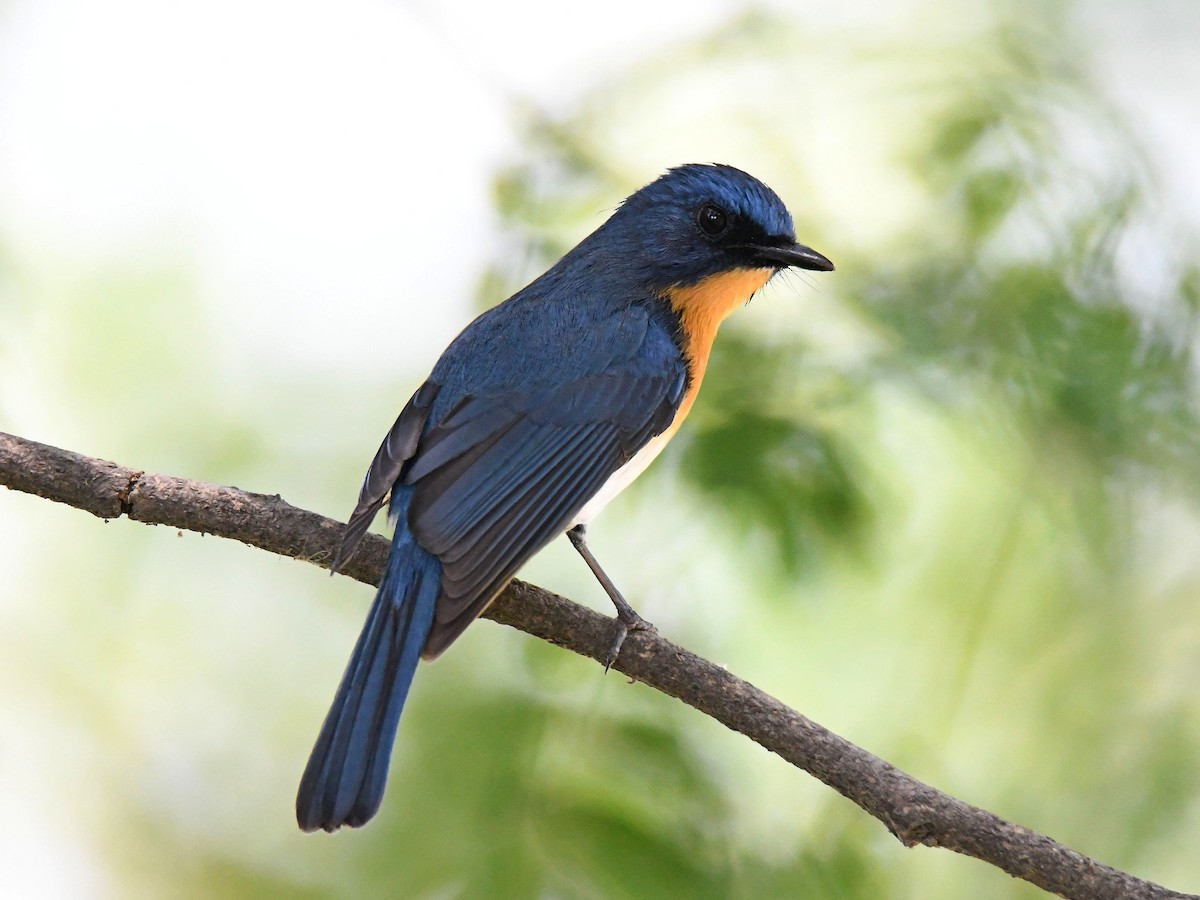 Tickell's Blue Flycatcher - Alex Rogers