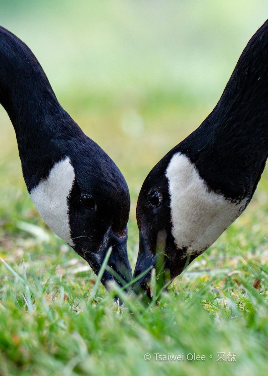 Canada Goose - Tsaiwei Olee