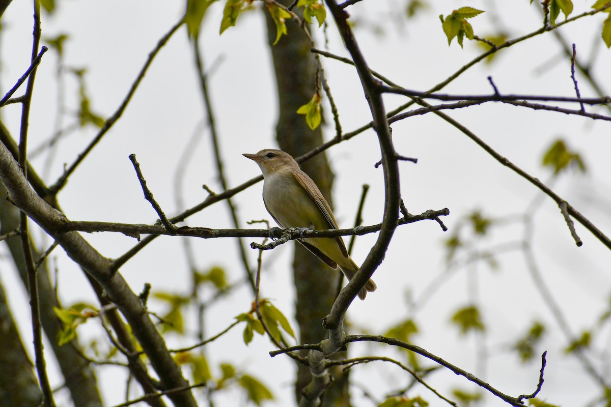 Warbling Vireo - Maya Numainville