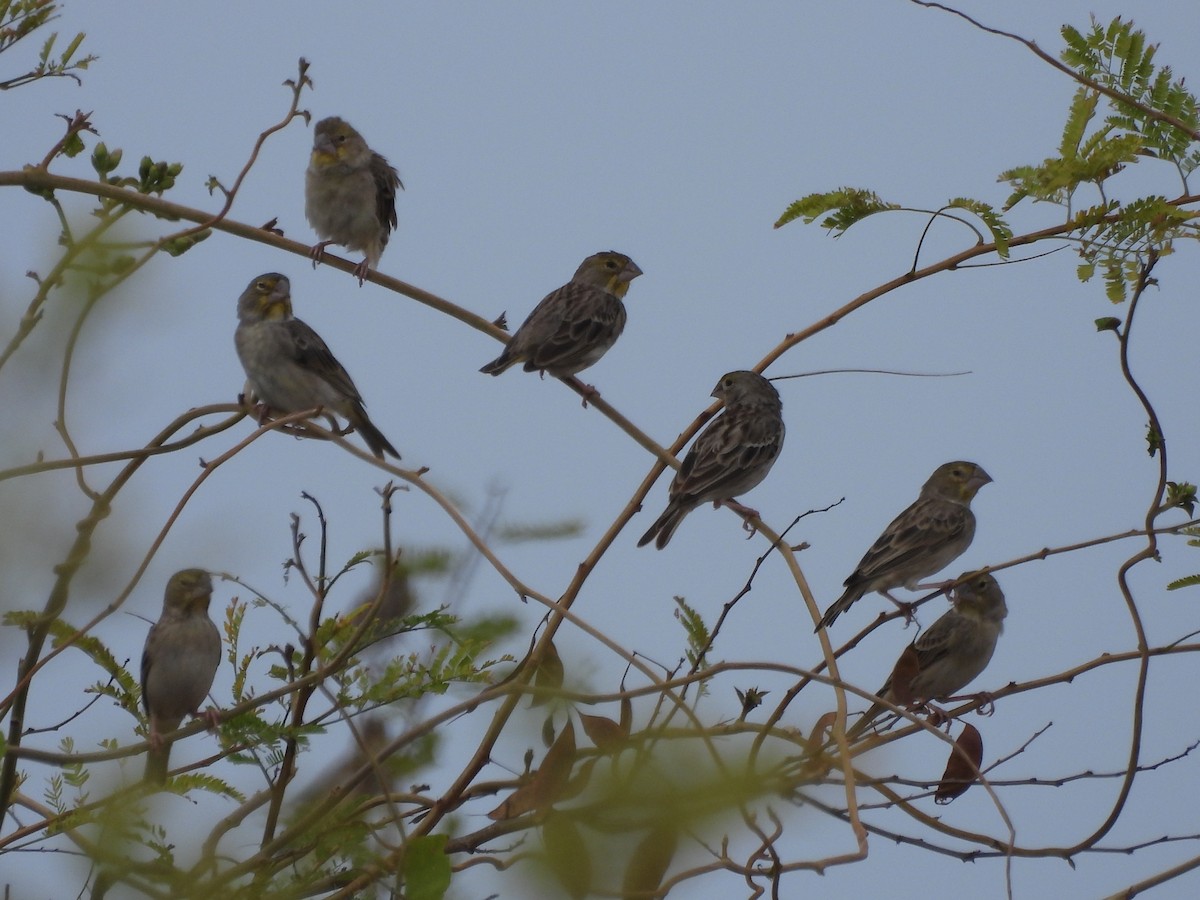 Sulphur-throated Finch - ML618853968