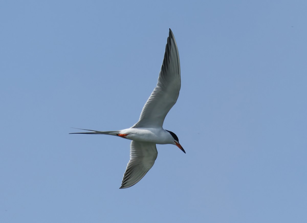 Forster's Tern - Tom Benson