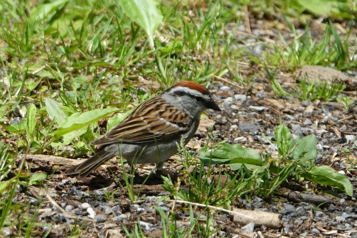 Chipping Sparrow - ML618853974