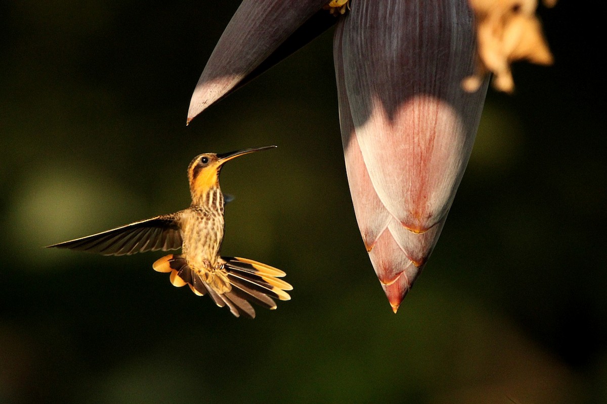 Пилоклювый колибри-отшельник - ML618853982