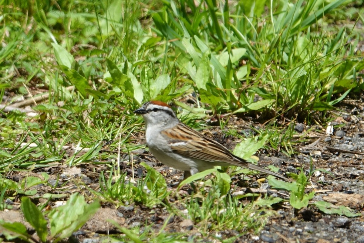 Chipping Sparrow - ML618853986
