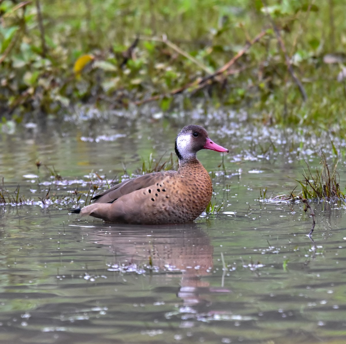 Brazilian Teal - Luiz Wittmann