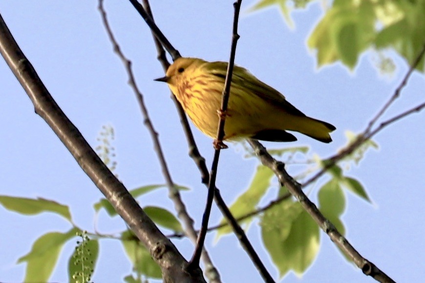 Yellow Warbler - JoAnn Dalley