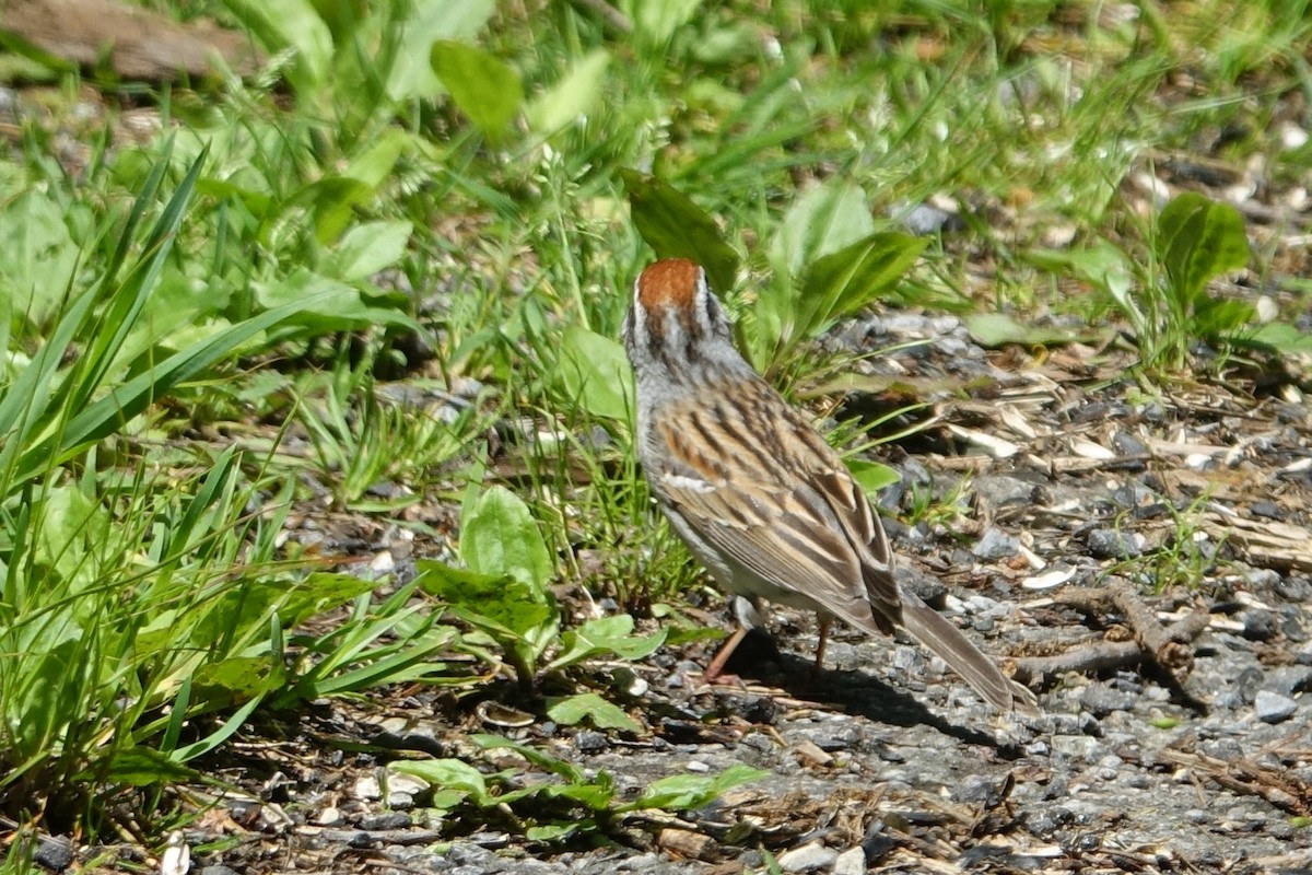 Chipping Sparrow - ML618854008