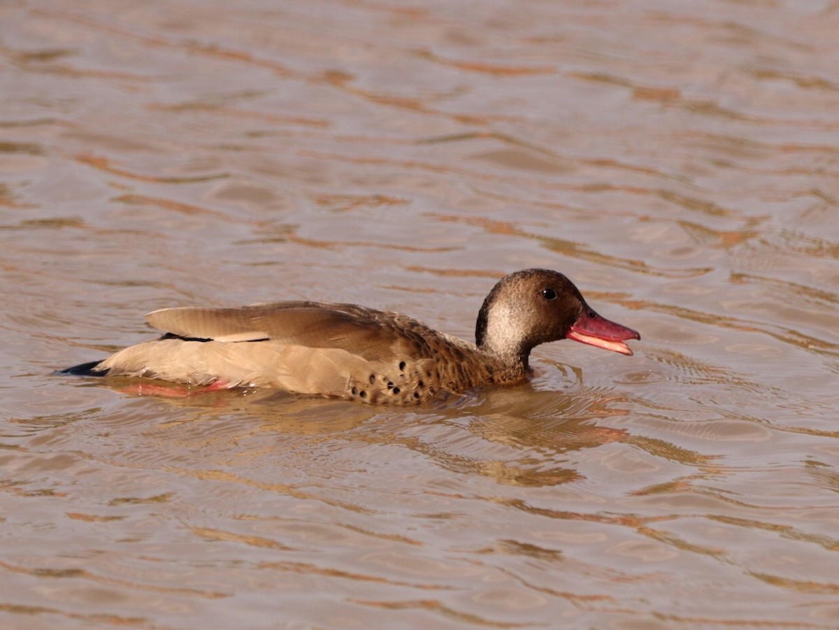 Brazilian Teal - Rubélio Souza